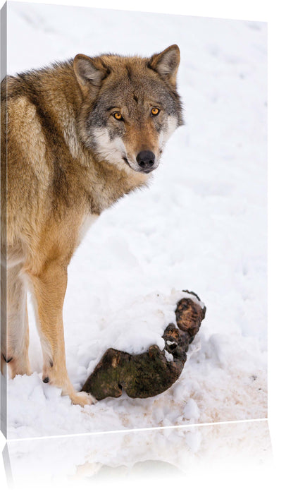 Pixxprint prächtiger Wolf im Schnee, Leinwandbild