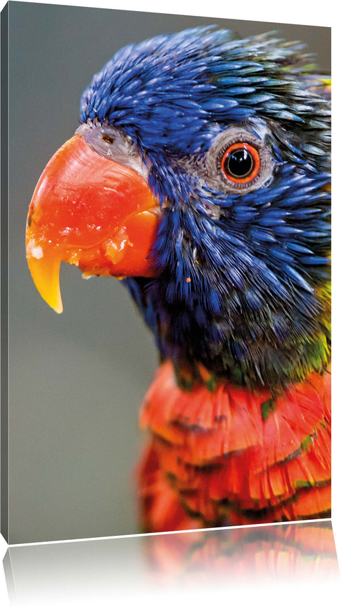 farbenfroher Papagei Leinwandbild