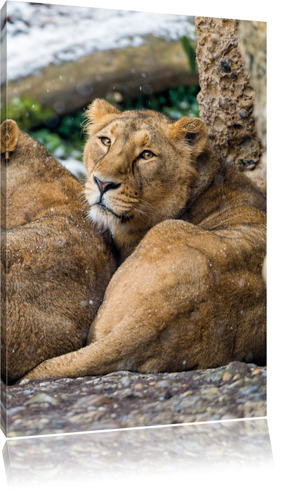 Pixxprint schlafende Löwenweibchen, Leinwandbild
