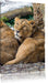 schlafende Löwenweibchen Leinwandbild