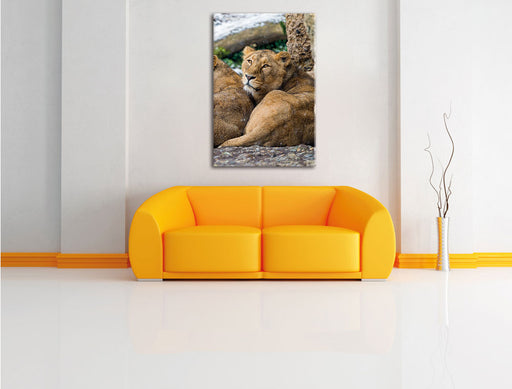 schlafende Löwenweibchen Leinwandbild über Sofa