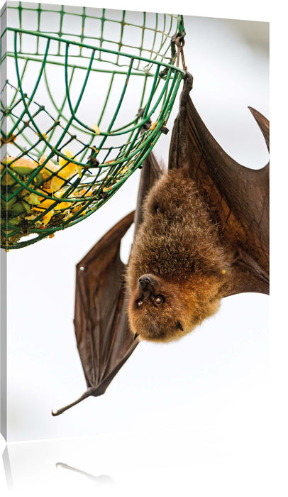 Pixxprint Flughund beim Fressen, Leinwandbild