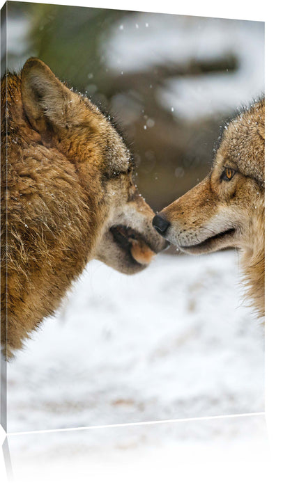 Pixxprint liebevolle Wölfe im Schnee, Leinwandbild