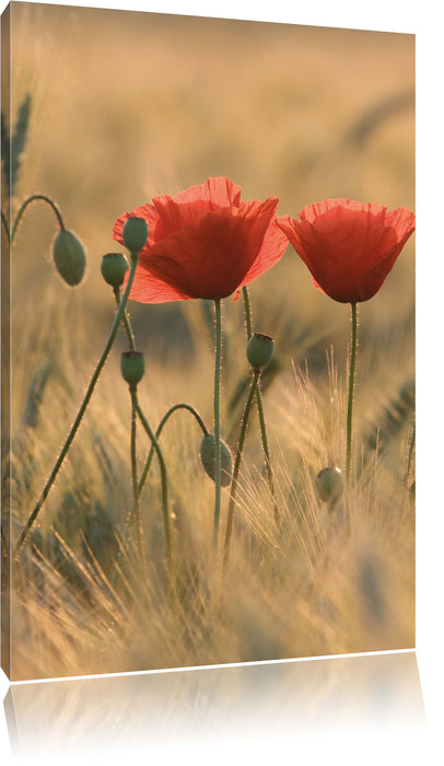 Pixxprint Zwei schöne Mohnblumen, Leinwandbild