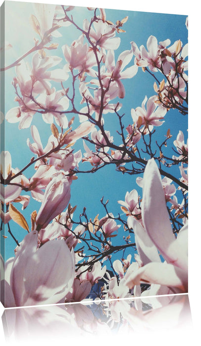 Pixxprint Zarte Rosa Magnolie Blüten, Leinwandbild