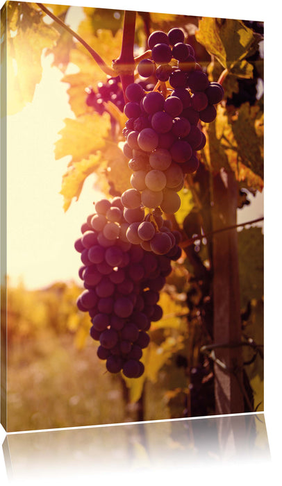 Pixxprint Weinberg im Abendlicht, Leinwandbild