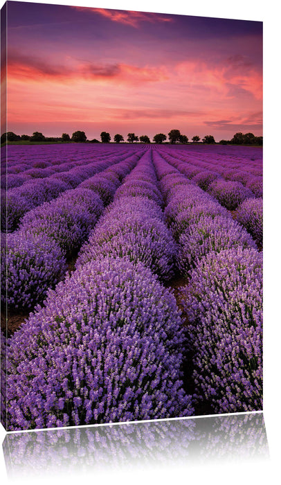 Pixxprint Wunderschöne Lavendel Provence, Leinwandbild