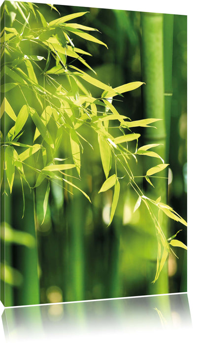 Bambus mit Blättern Leinwandbild