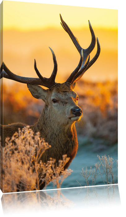 Pixxprint Stolzer Hirsch auf Wiese, Leinwandbild