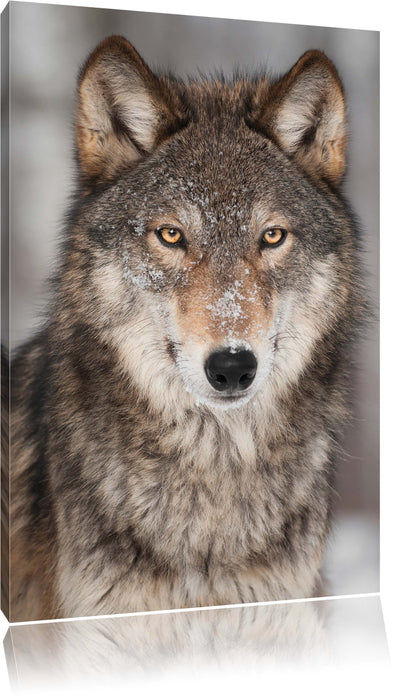 Pixxprint Wachsamer Wolf, Leinwandbild