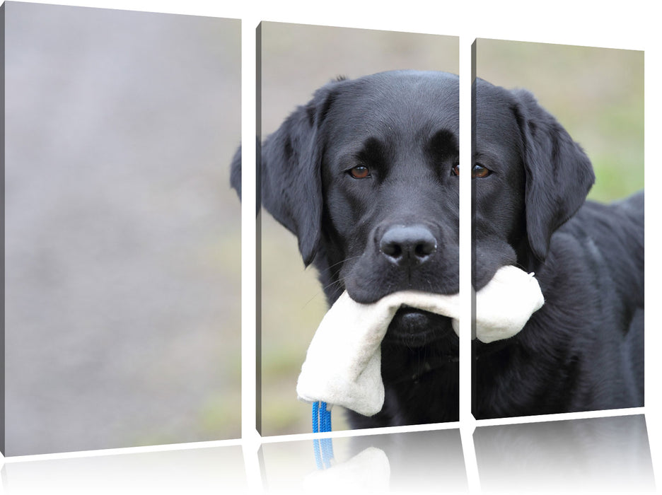 Labrador mit Spielzeug Leinwandbild 3 Teilig