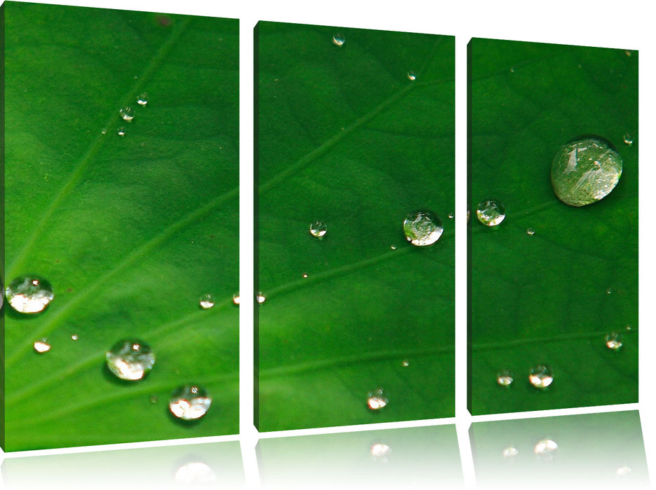 Wassertropfen auf Blatt Leinwandbild 3 Teilig