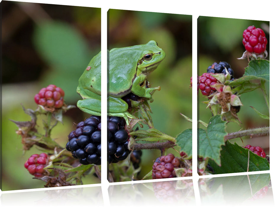 kleiner Frosch auf Brombeerstrauch Leinwandbild 3 Teilig