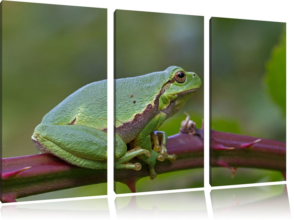 kleiner Frosch auf Dornenast Leinwandbild 3 Teilig