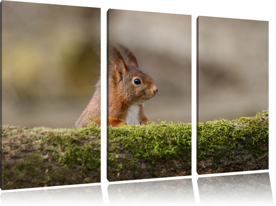 Eichhörnchen hinter Baumstamm Leinwandbild 3 Teilig