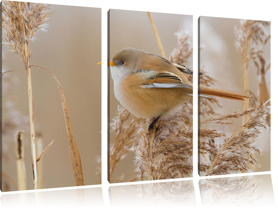 kleiner Vogel auf Weizen Leinwandbild 3 Teilig