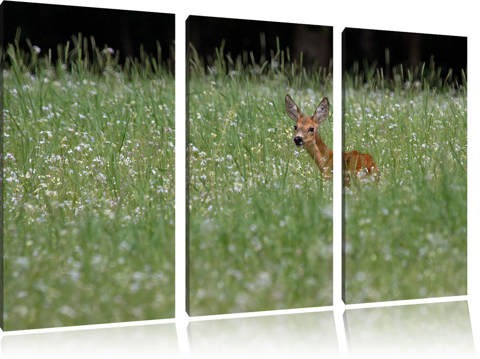 kleines Rehkitz auf Wiese Leinwandbild 3 Teilig