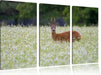 junger Hirsch auf Wildwiese Leinwandbild 3 Teilig