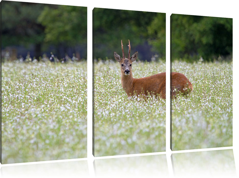 junger Hirsch auf Wildwiese Leinwandbild 3 Teilig