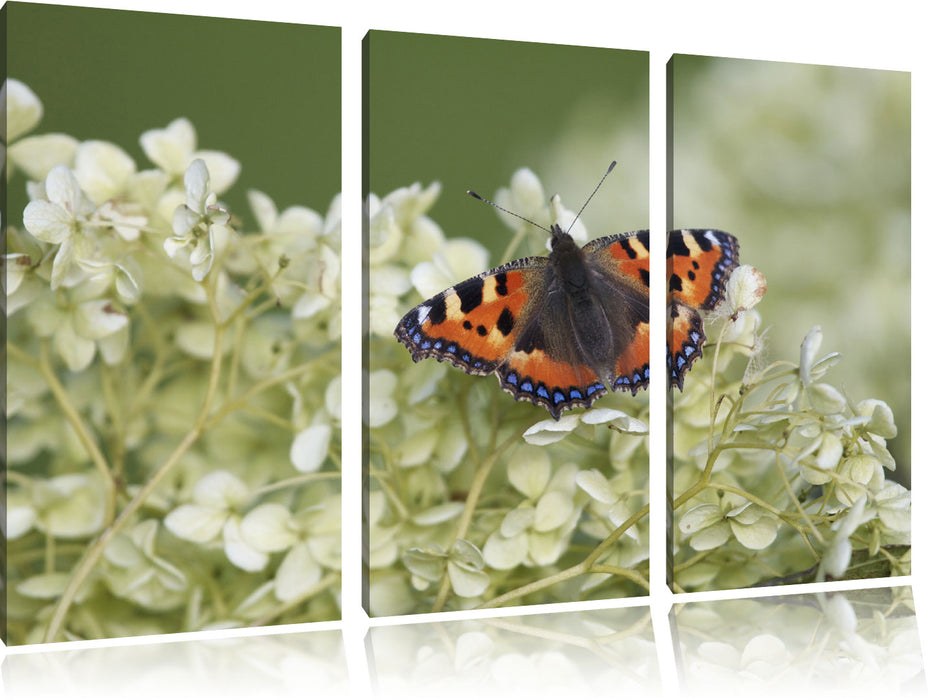 Schmetterling auf weißen Blüten, Leinwandbild