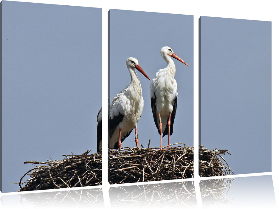 zwei stolze Störche im Nest, Leinwandbild