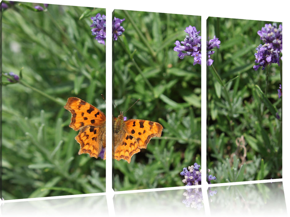 Schmetterling auf Blumenwiese, Leinwandbild