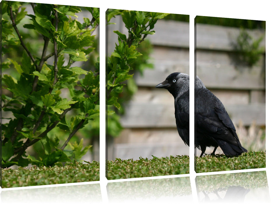 Vogel auf Gartenwiese, Leinwandbild