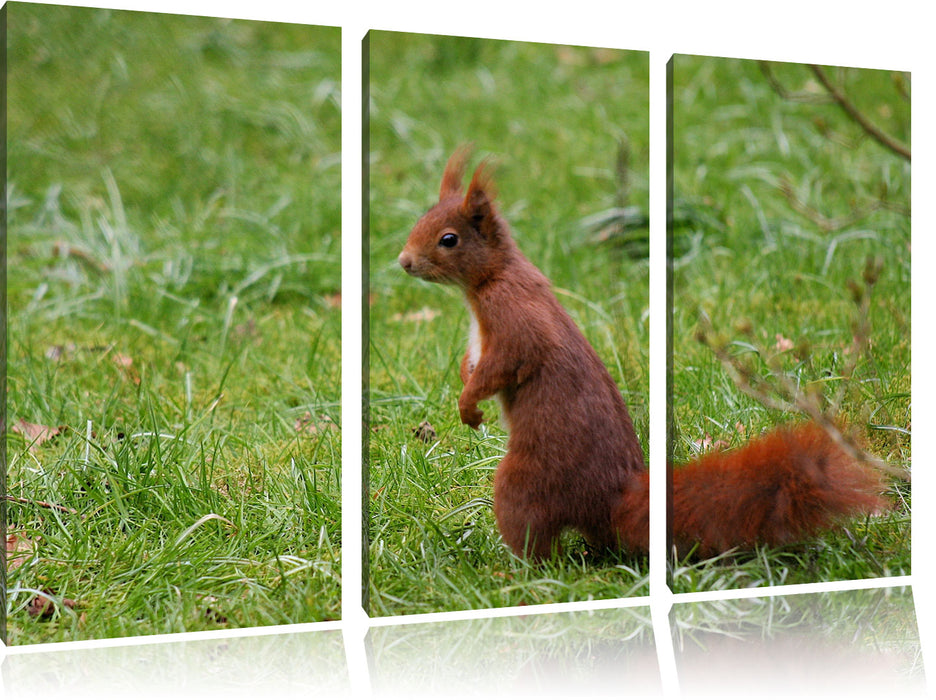 Eichhörnchen, Leinwandbild