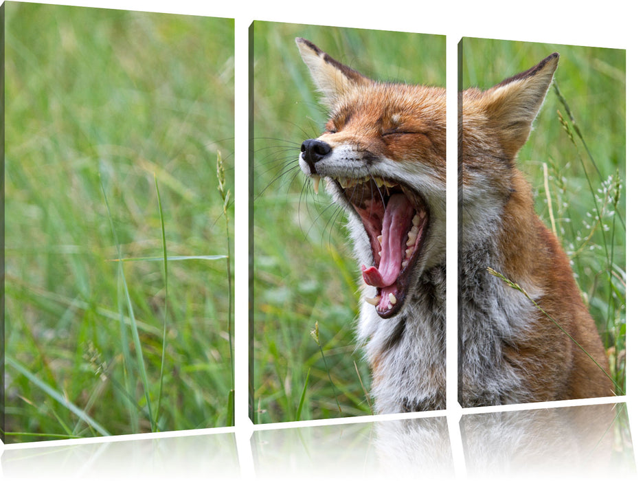 müder Fuchs auf Wildwiese, Leinwandbild