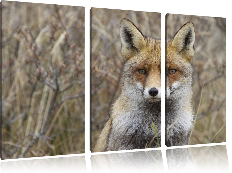 aufmerksamer Fuchs im Geäst Leinwandbild 3 Teilig