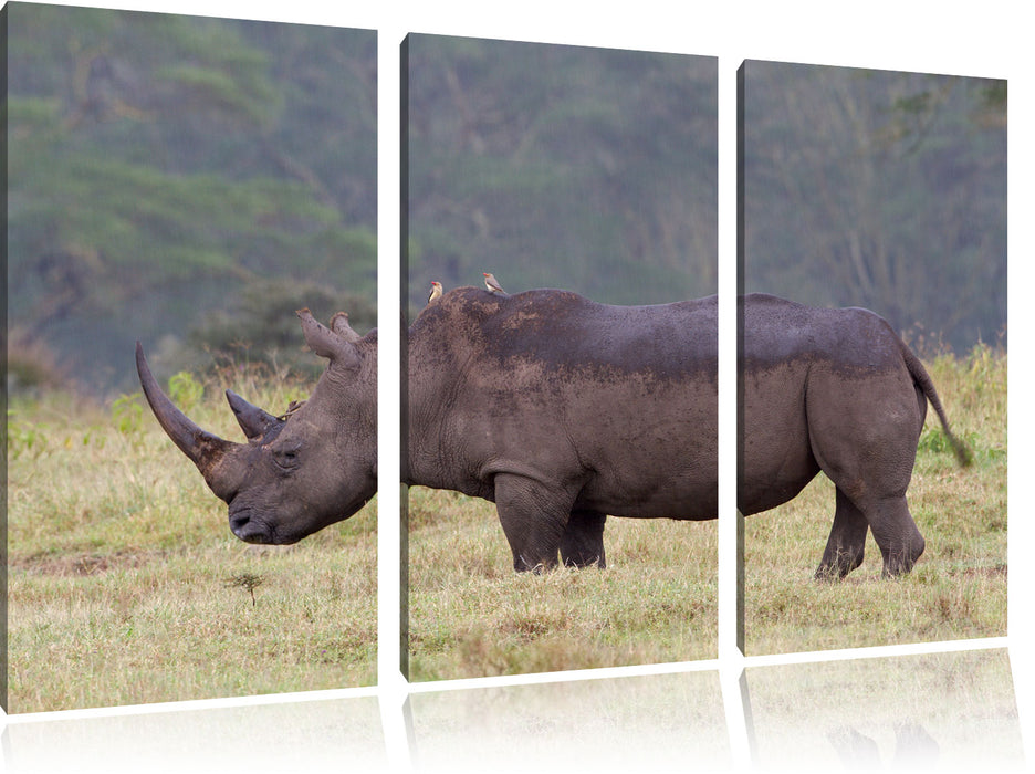 großes Nashorn in der Savanne Leinwandbild 3 Teilig