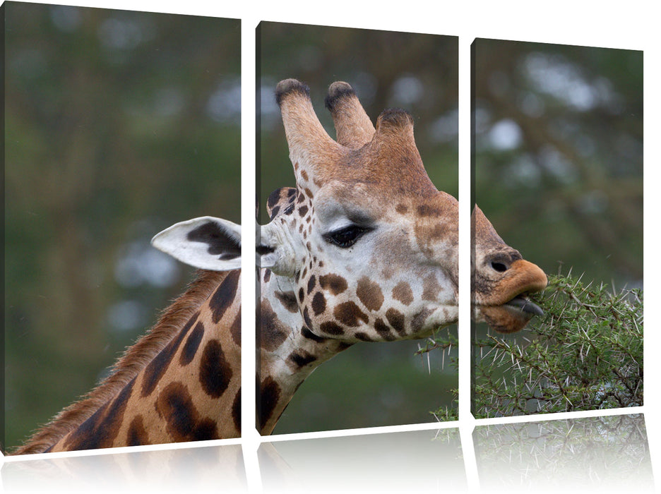 schöne Giraffe beim Fressen Leinwandbild 3 Teilig