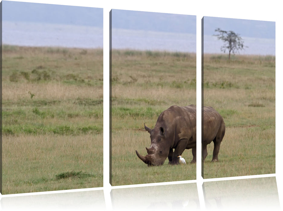 großes Nashorn beim Fressen Leinwandbild 3 Teilig