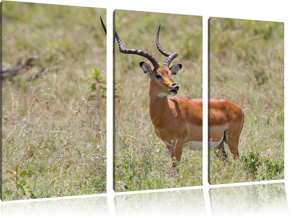 Dorkasgazelle im Wildgras Leinwandbild 3 Teilig