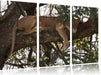 Löwenweibchen schläft auf Baum Leinwandbild 3 Teilig