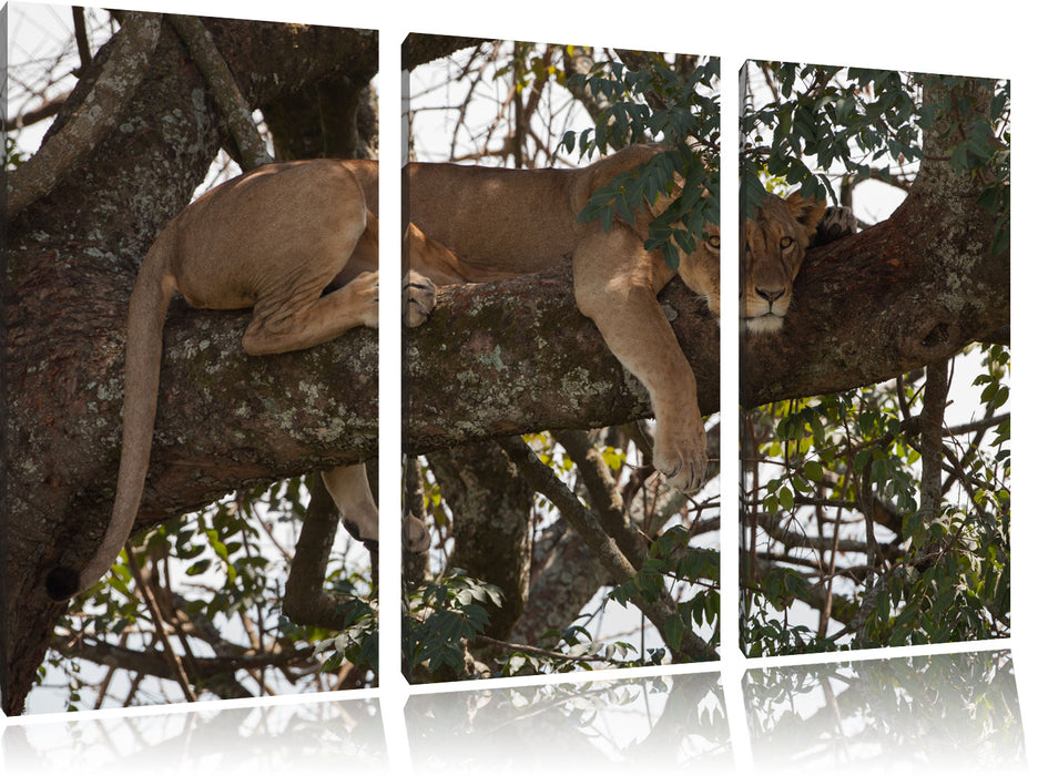 Löwenweibchen schläft auf Baum Leinwandbild 3 Teilig