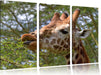 niedliche Giraffe beim Fressen Leinwandbild 3 Teilig