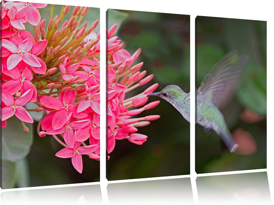 Kolibri an Blüte Leinwandbild 3 Teilig