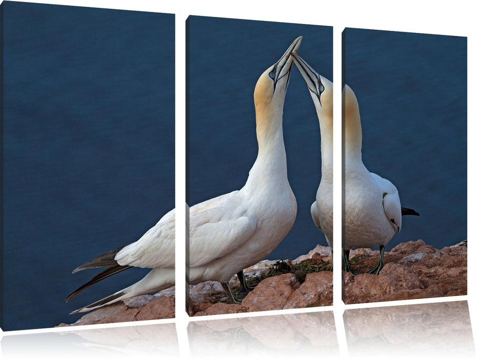 außergewöhnliche Vögel am Meer Leinwandbild 3 Teilig