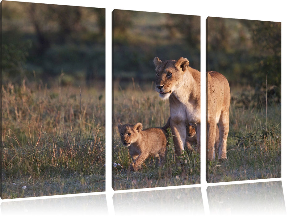 Löwenmutter mit Jungtieren Leinwandbild 3 Teilig