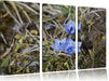 Kleine süße Blaue Blume Leinwandbild 3 Teilig