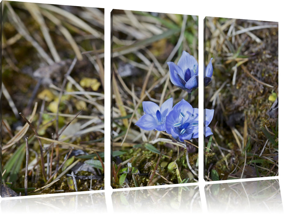 Kleine süße Blaue Blume Leinwandbild 3 Teilig