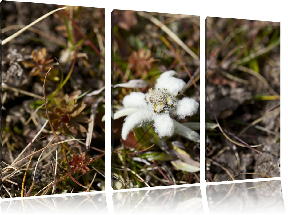 watteüberzogene Blüte Leinwandbild 3 Teilig