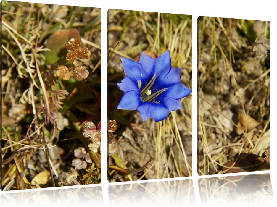 schöne blaue Blüte Leinwandbild 3 Teilig