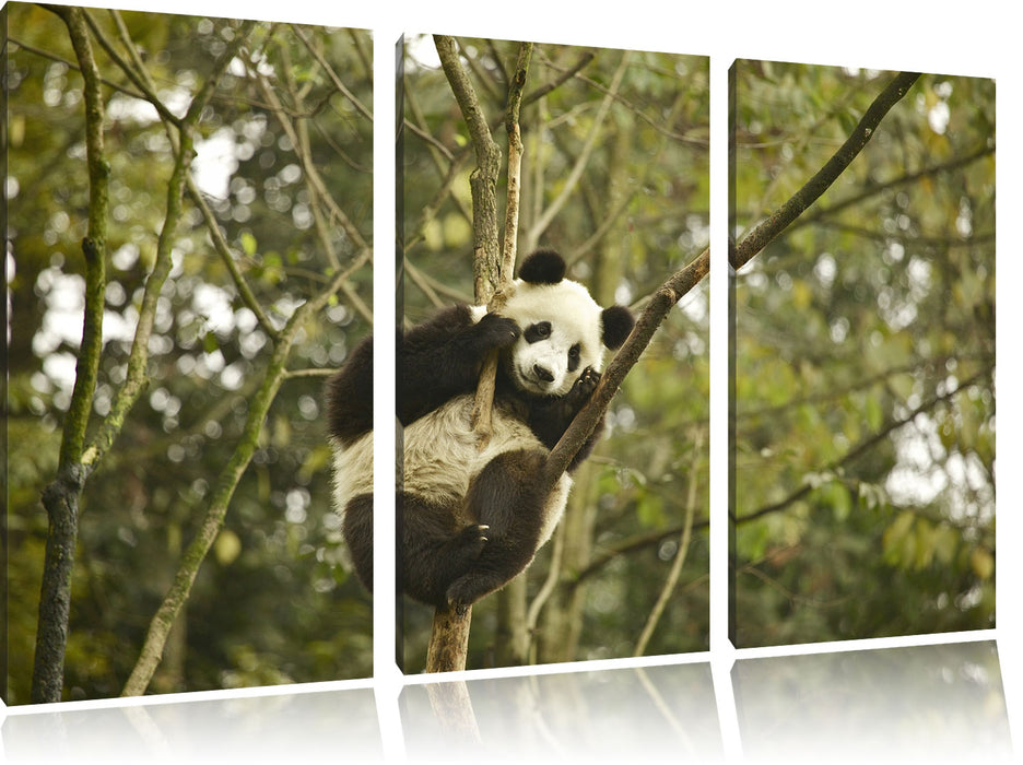 niedlicher Pandabär auf Baum Leinwandbild 3 Teilig