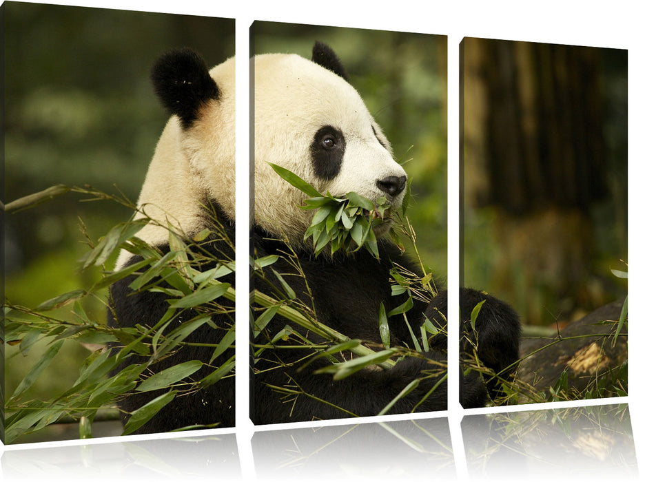 Pandabär beim Fressen Leinwandbild 3 Teilig