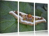 Schmetterling auf Blatt Leinwandbild 3 Teilig