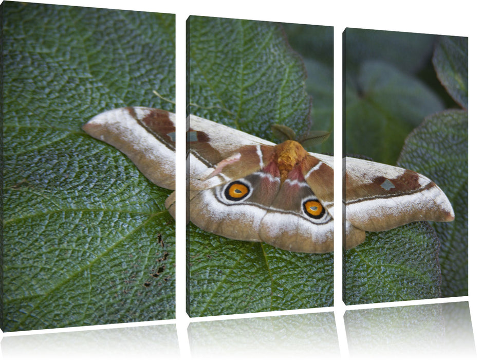 Schmetterling auf Blatt Leinwandbild 3 Teilig