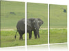 gigantischer Elefant im Gras Leinwandbild 3 Teilig