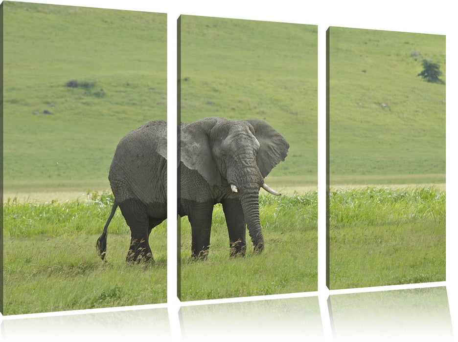 gigantischer Elefant im Gras Leinwandbild 3 Teilig